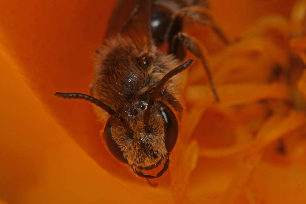 Lasioglossum (Chilalictus) lanarium on poppies, Severnlea QLD © Marc Newman