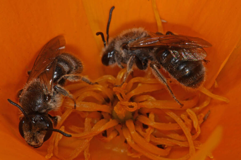Lasioglossum (Chilalictus) lanarium on poppies, Severnlea QLD © Marc Newman