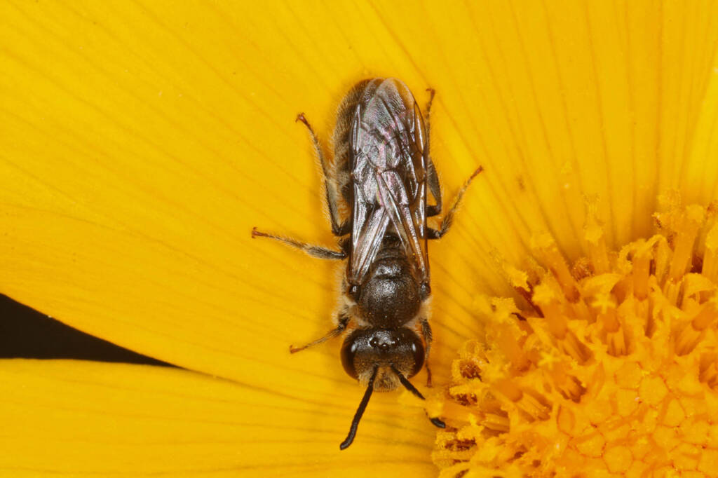 Male Lasioglossum (Chilalictus) lanarium on Coryopsis, Ballandean QLD © Marc Newman