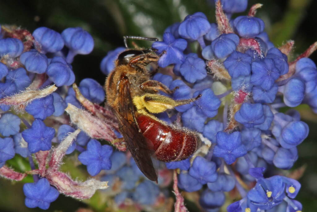 Lasioglossum (Parasphecodes) hiltacum on Blue Pacific (Ceanothus), Ballandean QLD © Marc Newman