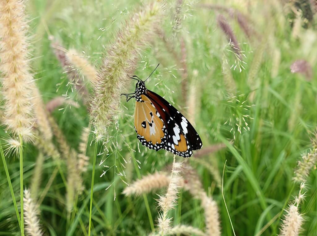 Lesser wanderer (Danaus petilia), Alice Springs NT