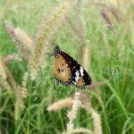 Lesser wanderer (Danaus petilia), Alice Springs NT