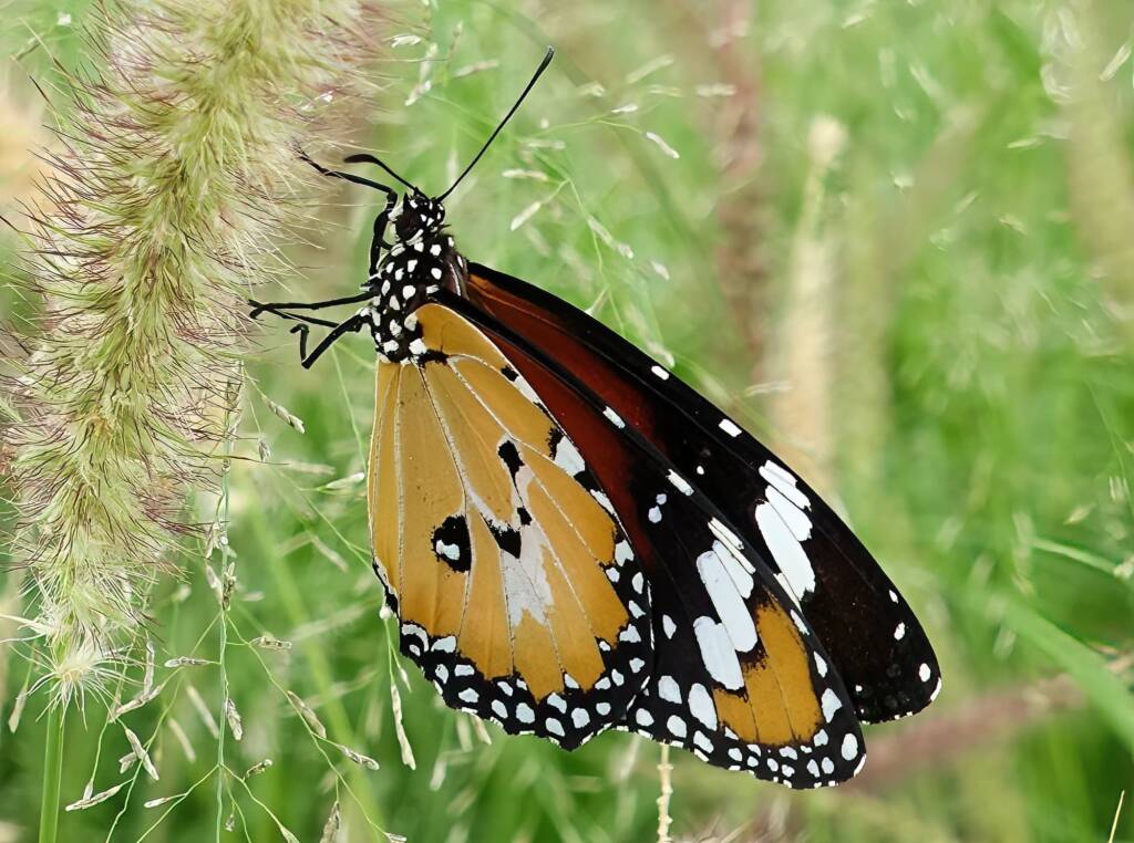 Lesser wanderer (Danaus petilia), Alice Springs NT