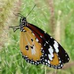 Lesser wanderer (Danaus petilia), Alice Springs NT