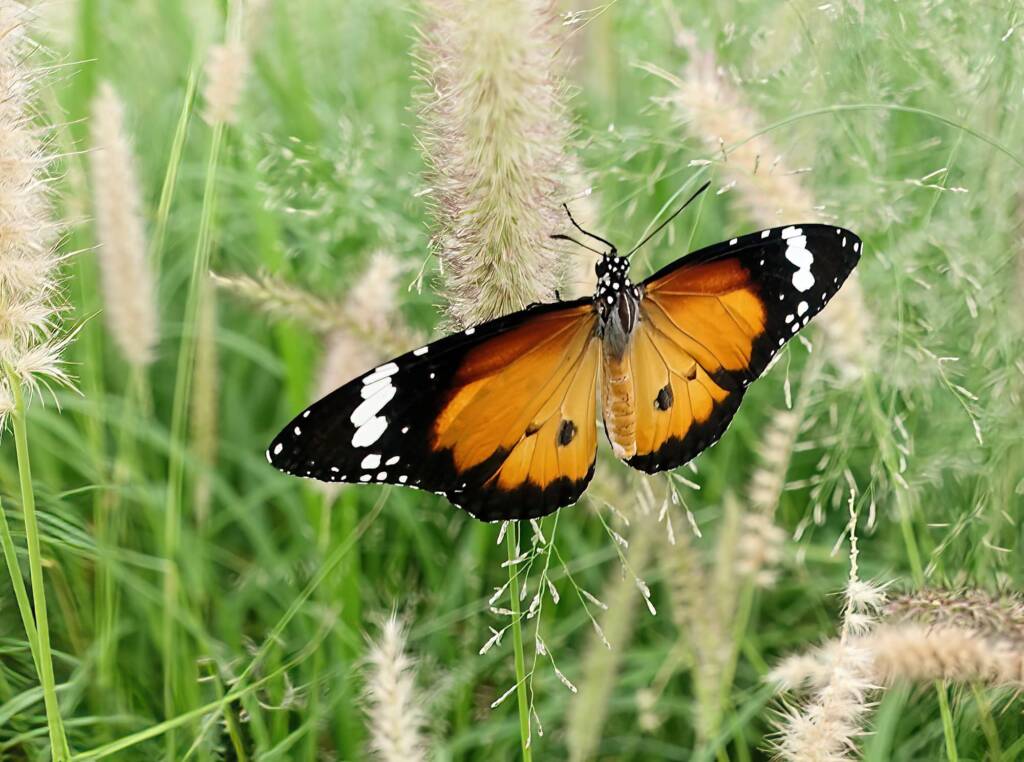 Lesser wanderer (Danaus petilia), Alice Springs NT