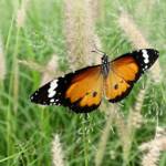 Lesser wanderer (Danaus petilia), Alice Springs NT