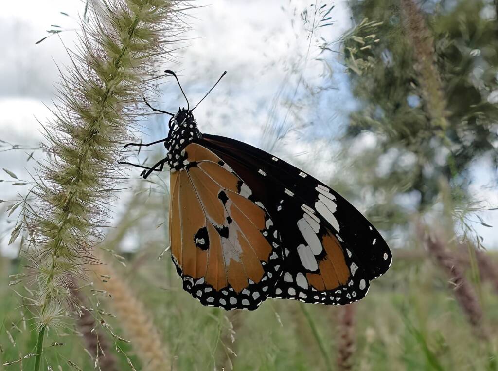 Lesser wanderer (Danaus petilia), Alice Springs NT