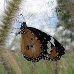 Lesser wanderer (Danaus petilia), Alice Springs NT