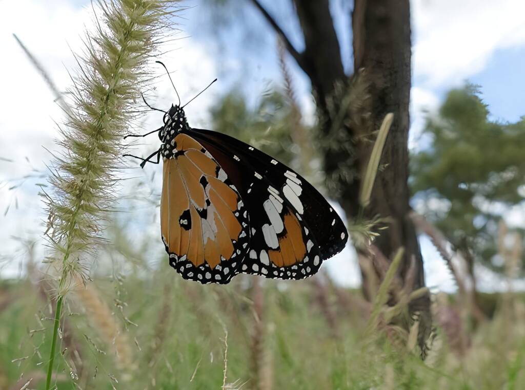 Lesser wanderer (Danaus petilia), Alice Springs NT