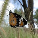 Lesser wanderer (Danaus petilia), Alice Springs NT