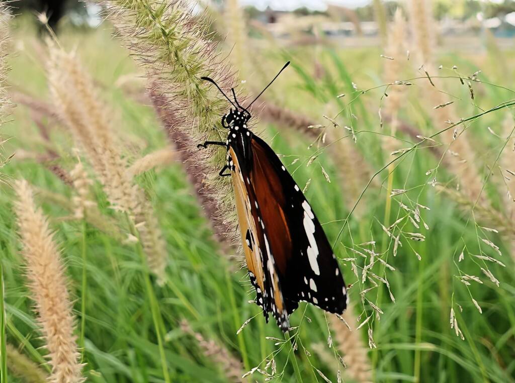 Lesser wanderer (Danaus petilia), Alice Springs NT