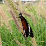 Lesser wanderer (Danaus petilia), Alice Springs NT