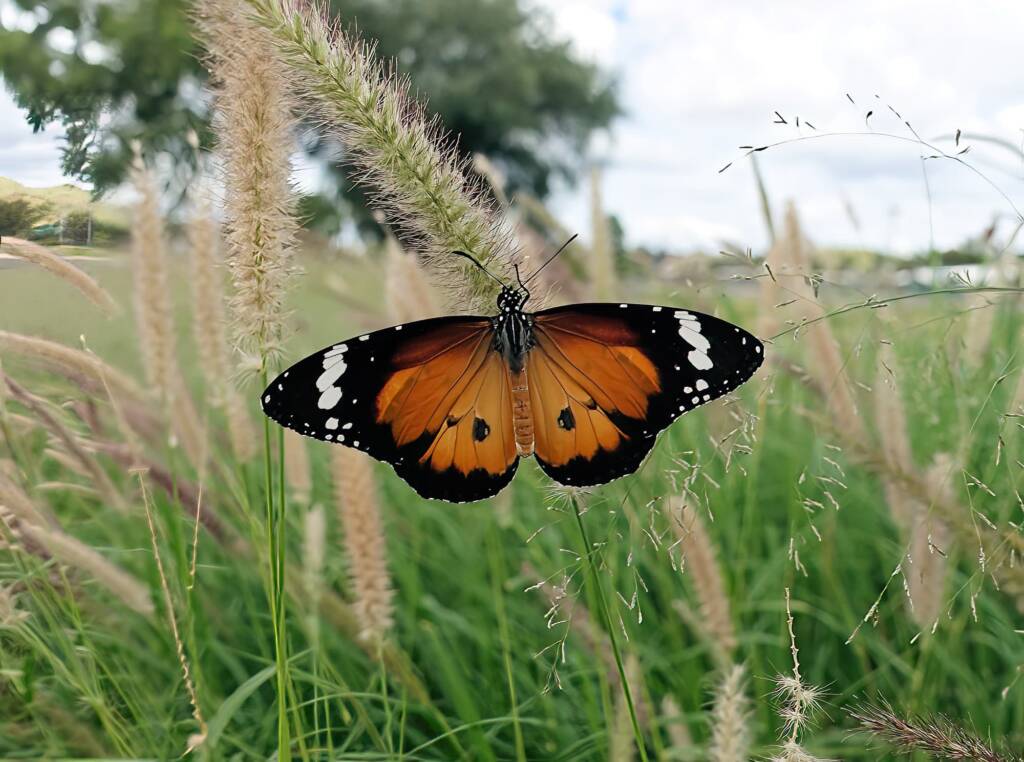 Lesser wanderer (Danaus petilia), Alice Springs NT