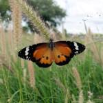 Lesser wanderer (Danaus petilia), Alice Springs NT