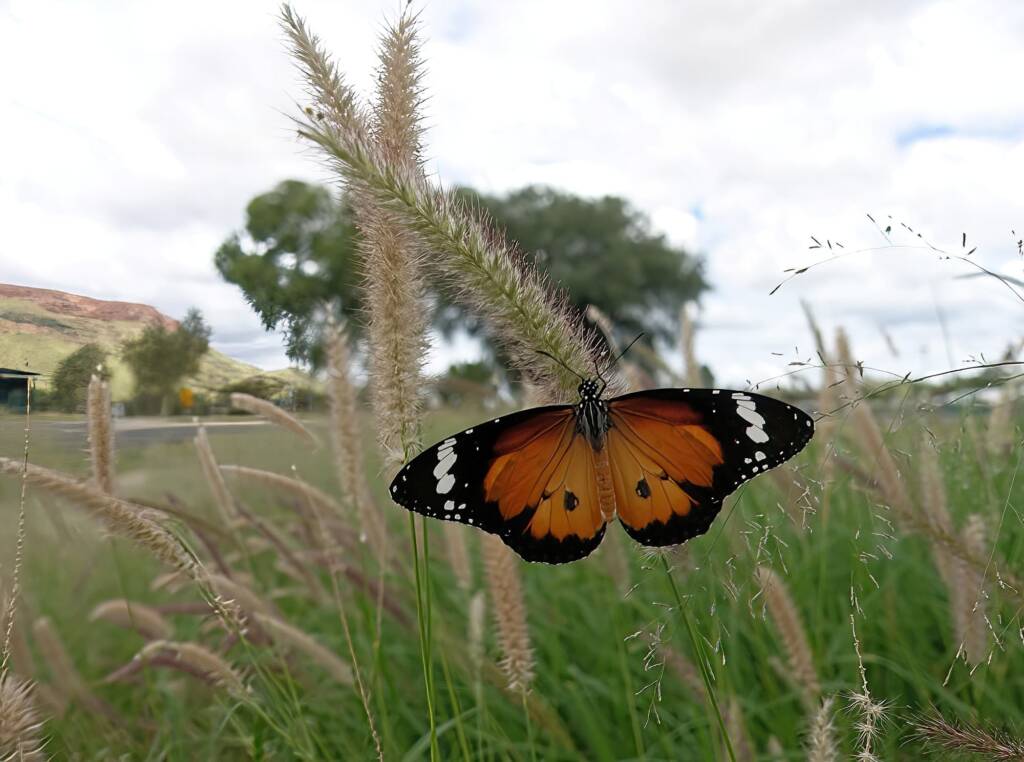 Lesser wanderer (Danaus petilia), Alice Springs NT