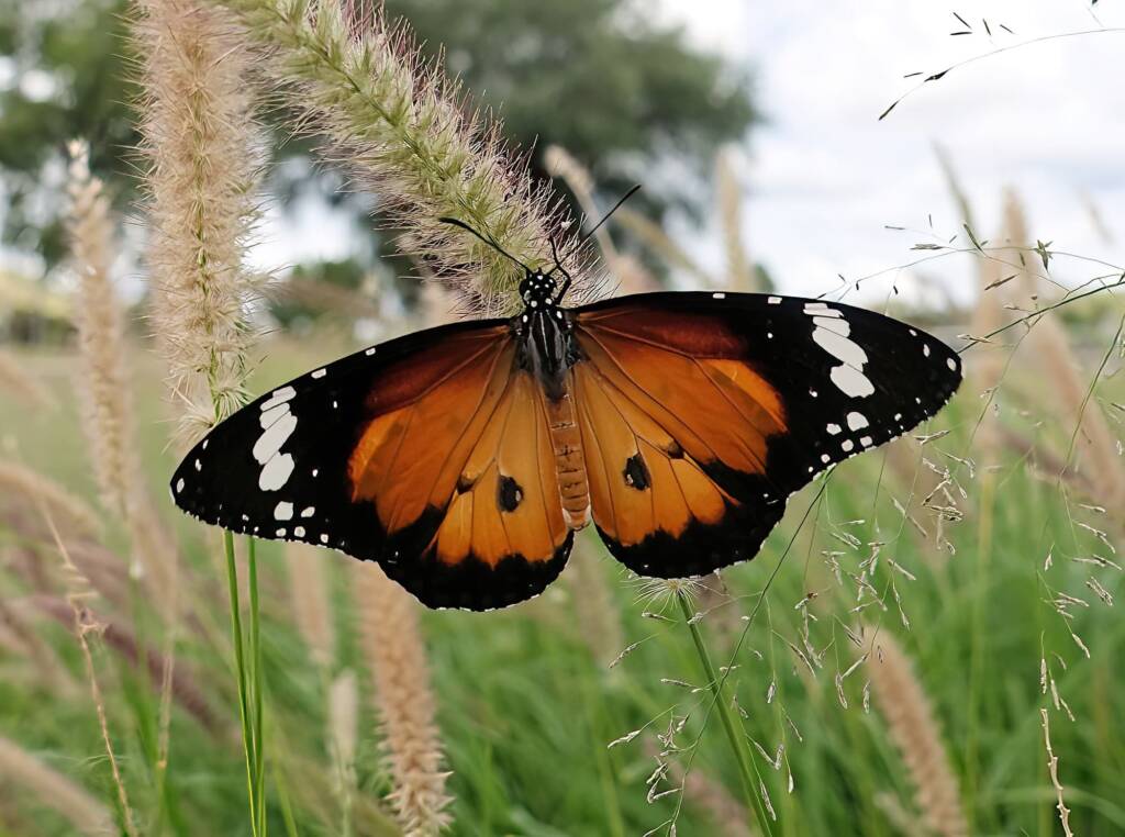 Lesser wanderer (Danaus petilia), Alice Springs NT