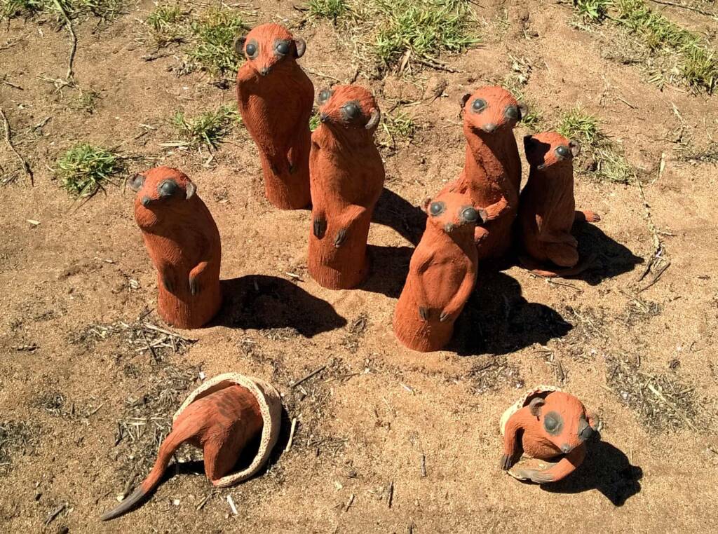 Meerkats at Yubu Napa, Alice Springs NT