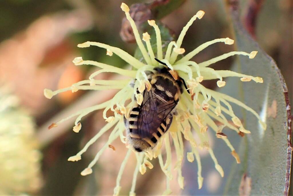Megachile (Eutricharaea) macularis (female), Midwest WA © Gary Taylor
