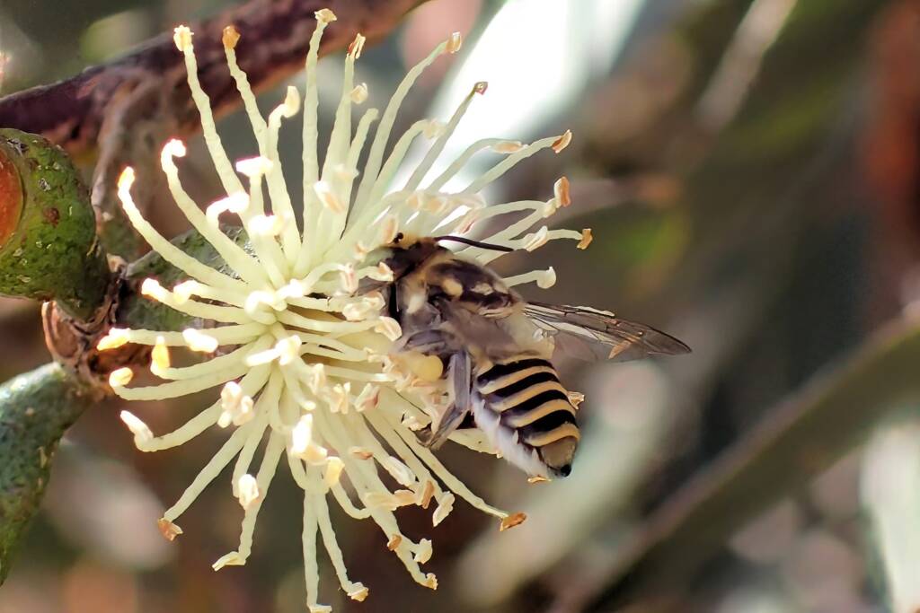 Megachile (Eutricharaea) macularis, Midwest WA © Gary Taylor