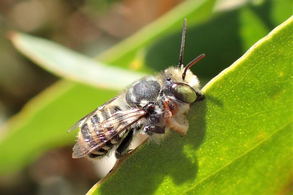 Megachile (Eutricharaea) macularis (male), Midwest WA © Gary Taylor
