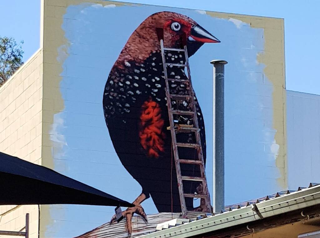 Painted Finch (2018 Alice Springs Street Art Festival) by Chris Scott, Alice Springs NT