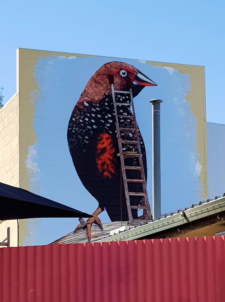 Painted Finch (2018 Alice Springs Street Art Festival) by Chris Scott, Alice Springs NT