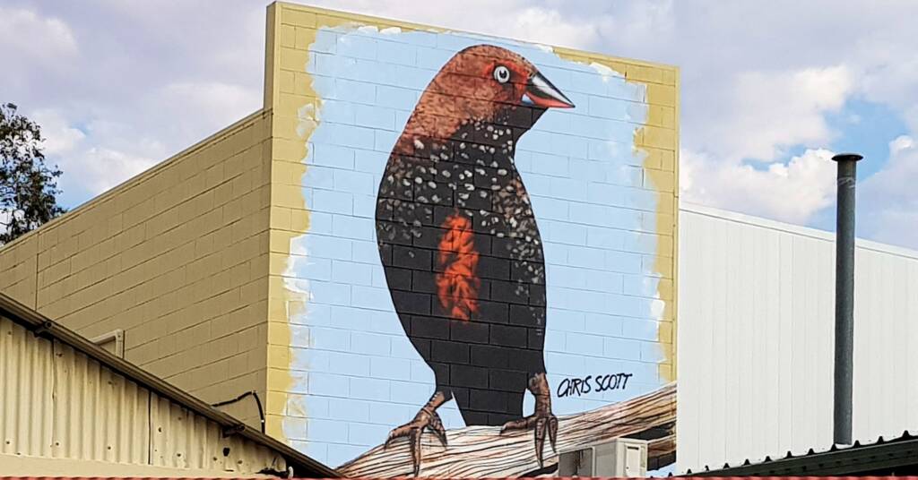 Painted Finch (2018 Alice Springs Street Art Festival) by Chris Scott, Alice Springs NT