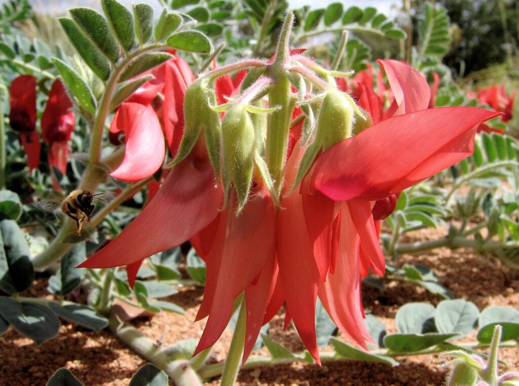 Apis mellifera and Sturt’s Desert Pea (Swainsona formosa), Alice Springs NT