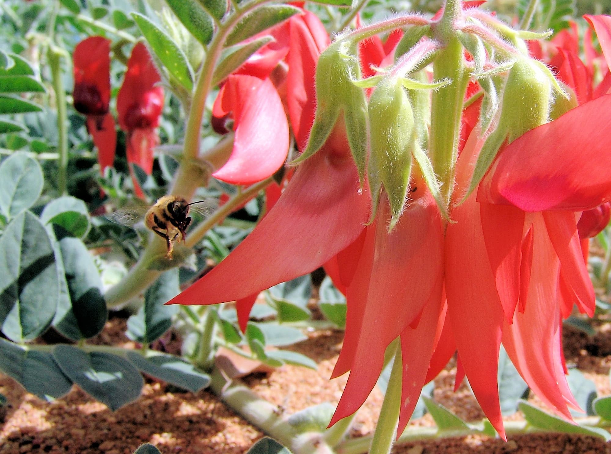 Apis mellifera and Sturt’s Desert Pea (Swainsona formosa), Alice Springs NT