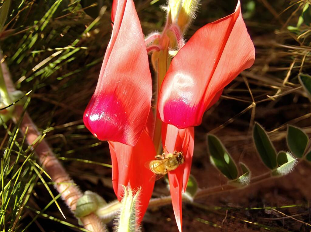 Apis mellifera and Sturt’s Desert Pea (Swainsona formosa), Alice Springs NT