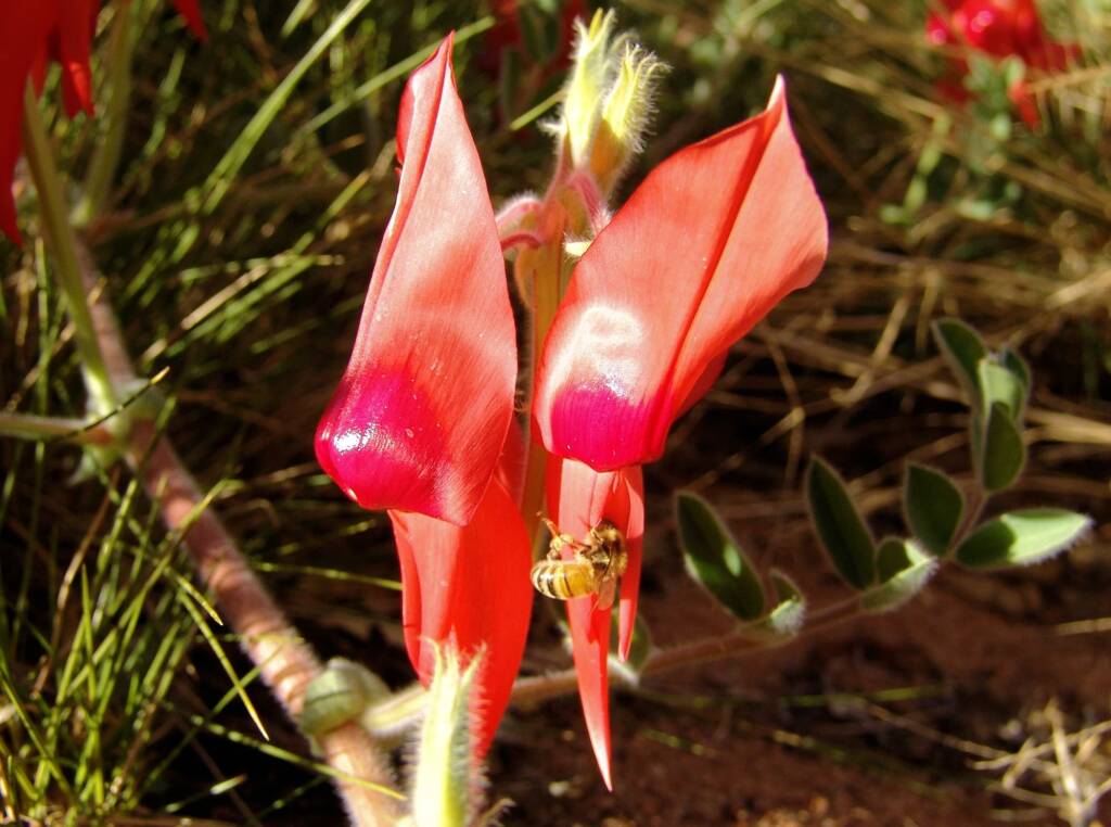Apis mellifera and Sturt’s Desert Pea (Swainsona formosa), Alice Springs NT