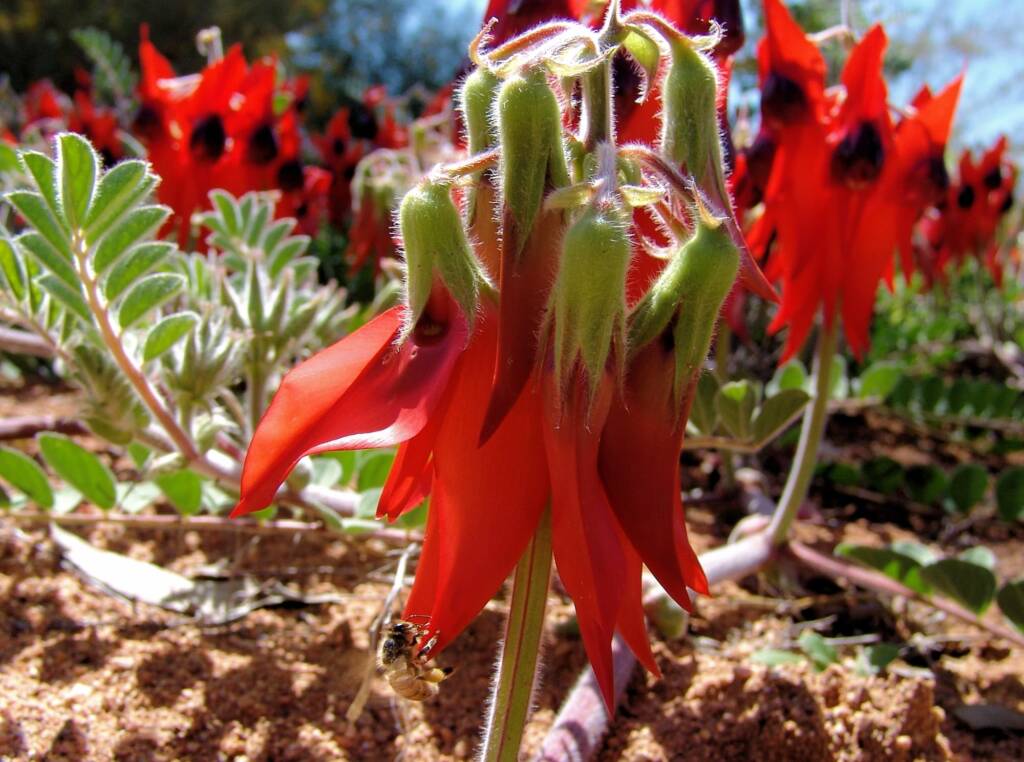 Apis mellifera and Sturt’s Desert Pea (Swainsona formosa), Alice Springs NT