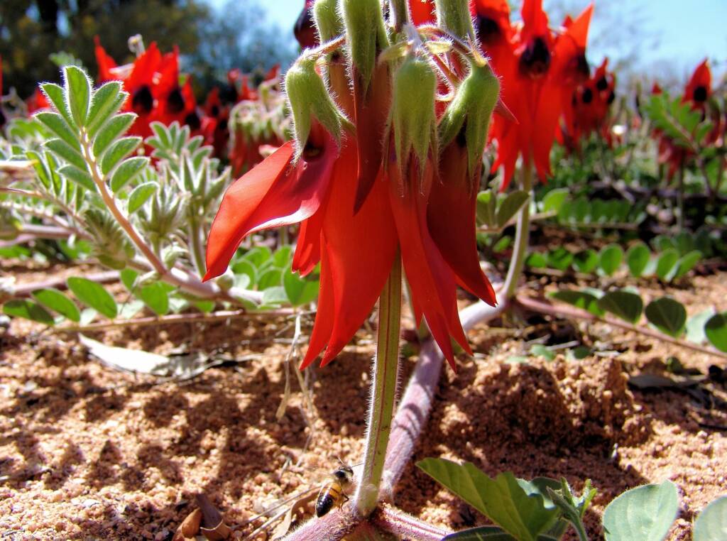 Apis mellifera and Sturt’s Desert Pea (Swainsona formosa), Alice Springs NT