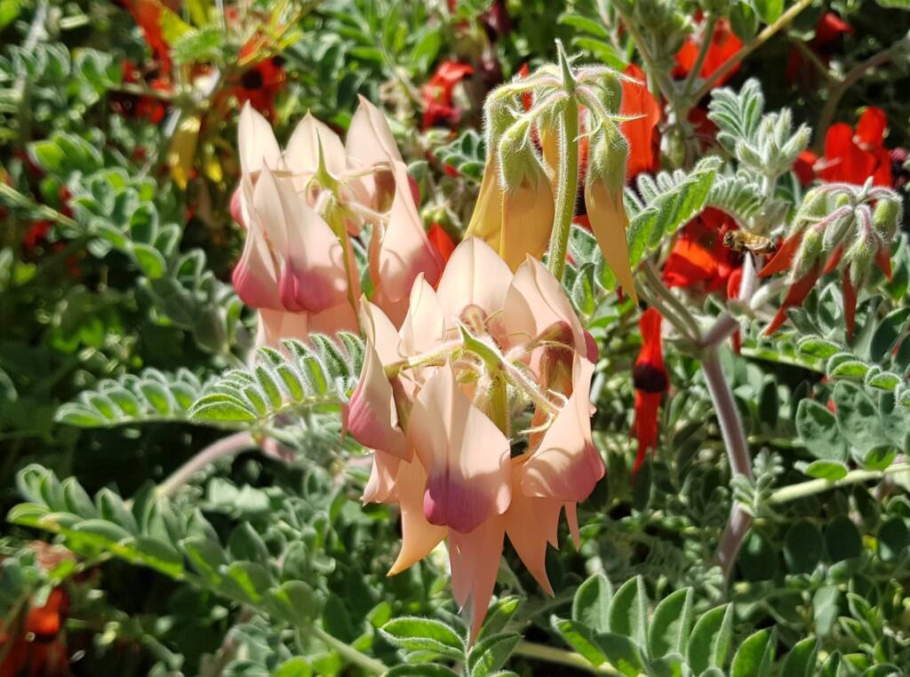 Pale pink Sturt’s Desert Pea (Swainsona formosa), Alice Springs NT