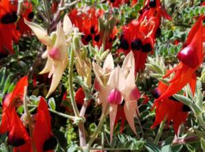 Different colour forms of Sturt’s Desert Pea (Swainsona formosa)