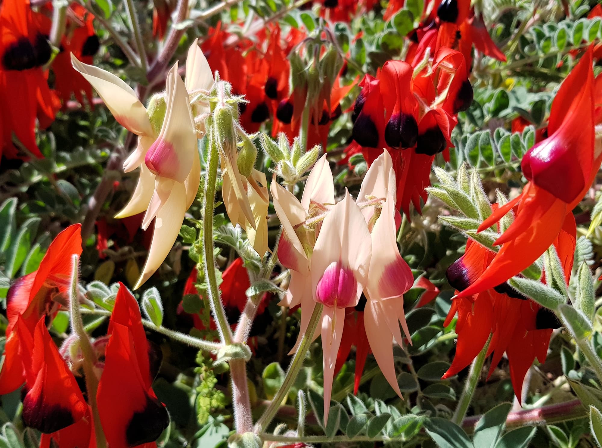 Colours of the Sturt Desert Pea