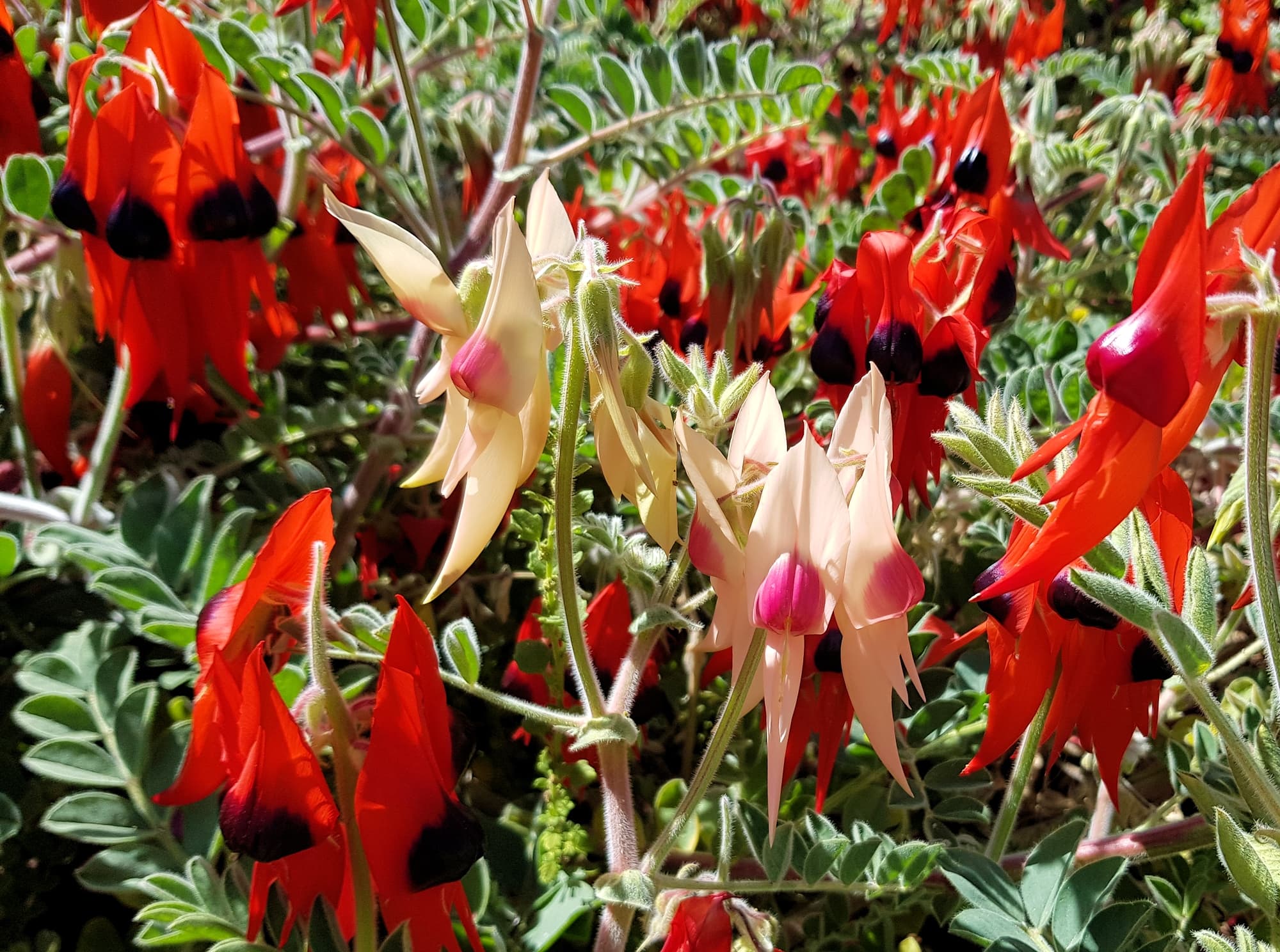 Different colour forms of Sturt’s Desert Pea (Swainsona formosa), Alice Springs NT