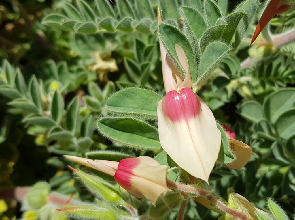 White with pink boss Sturt’s Desert Pea (Swainsona formosa), Alice Springs NT