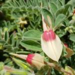 White with pink boss Sturt’s Desert Pea (Swainsona formosa), Alice Springs NT