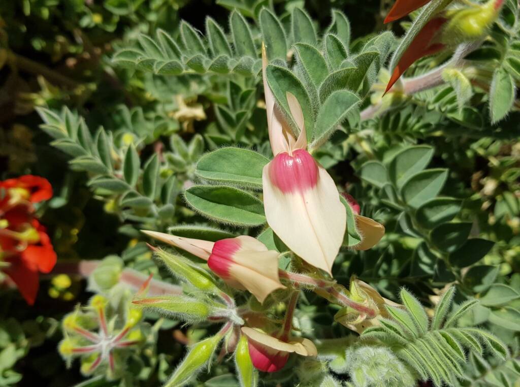 White with pink boss Sturt’s Desert Pea (Swainsona formosa), Alice Springs NT