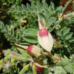 White with pink boss Sturt’s Desert Pea (Swainsona formosa), Alice Springs NT