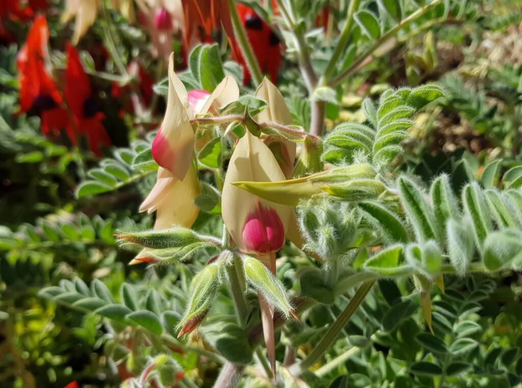 White with pink boss Sturt’s Desert Pea (Swainsona formosa), Alice Springs NT