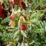 White with pink boss Sturt’s Desert Pea (Swainsona formosa), Alice Springs NT