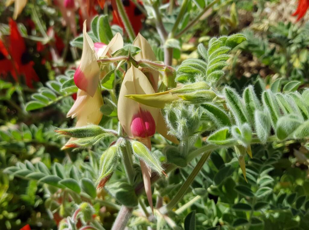 White with pink boss Sturt’s Desert Pea (Swainsona formosa), Alice Springs NT