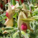 White with pink boss Sturt’s Desert Pea (Swainsona formosa), Alice Springs NT