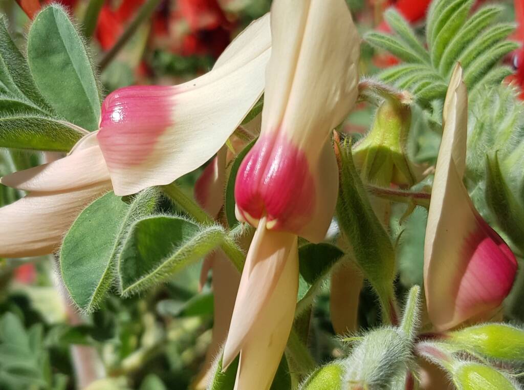 White with pink boss Sturt’s Desert Pea (Swainsona formosa), Alice Springs NT