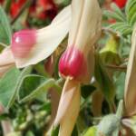 White with pink boss Sturt’s Desert Pea (Swainsona formosa), Alice Springs NT