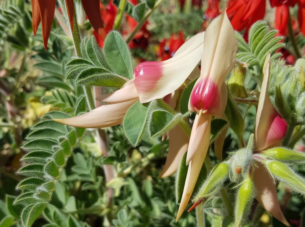 White with pink boss Sturt’s Desert Pea (Swainsona formosa), Alice Springs NT