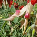 White with pink boss Sturt’s Desert Pea (Swainsona formosa), Alice Springs NT