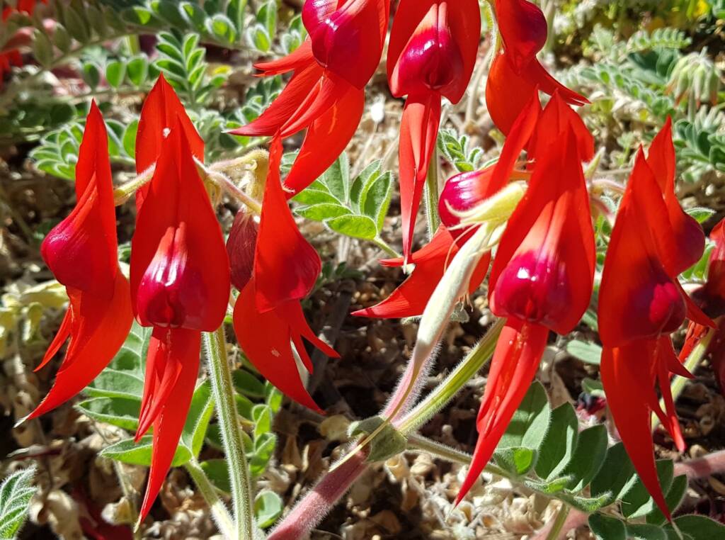 Northern form Sturt’s Desert Pea (Swainsona formosa), Alice Springs NT